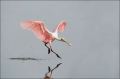Roseate-Spoonbill;Spoonbill;Flight;flying-bird;one-animal;close-up;color-image;p